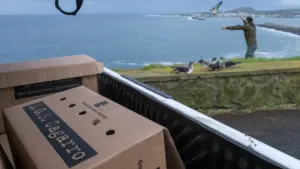 La campagne augmente les récoltes et sauve 7.890 puffins cendrés aux Açores en 2025.