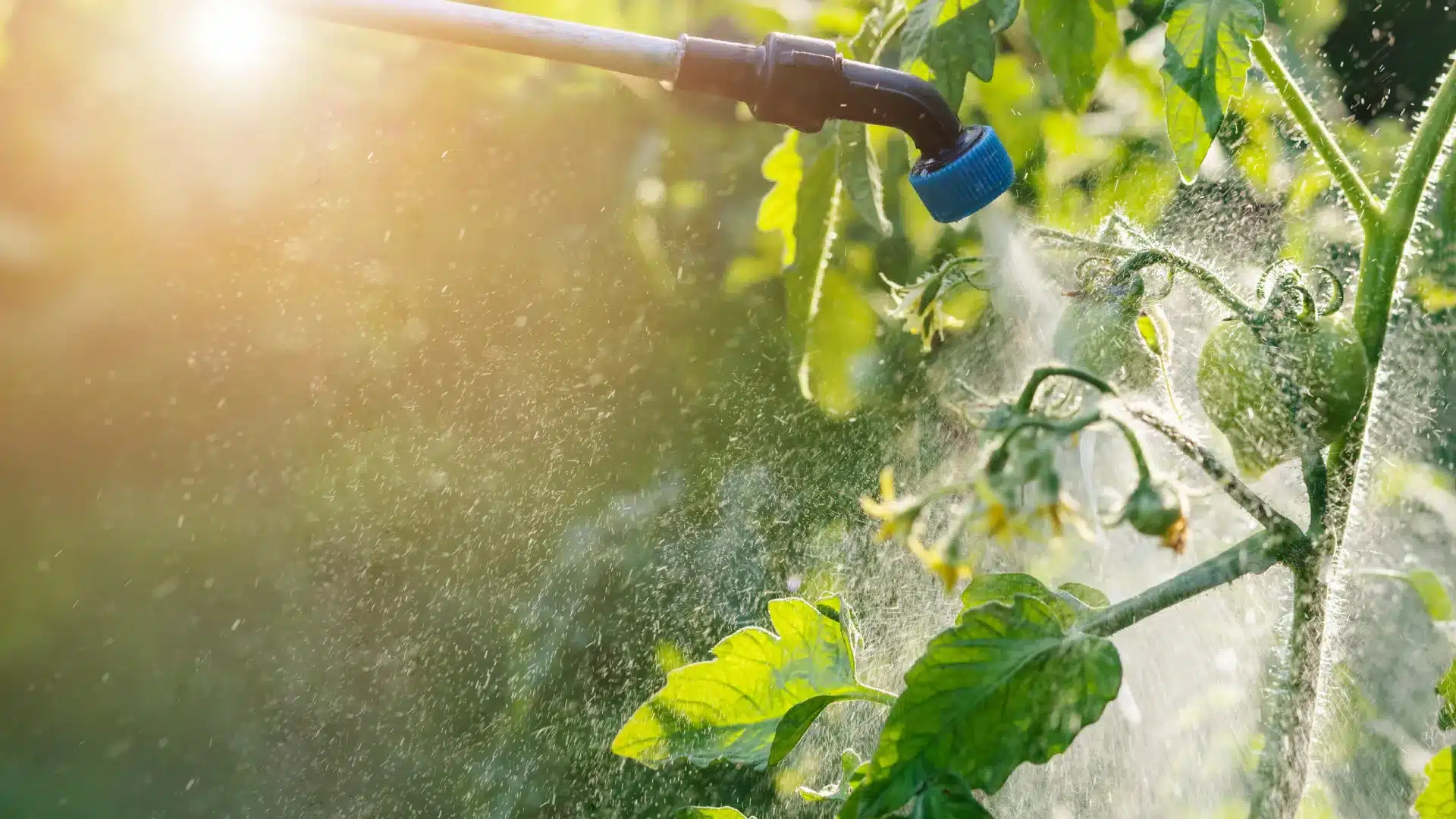 La Commission européenne veut affaiblir les lois sur les pesticides, alerte Quercus.