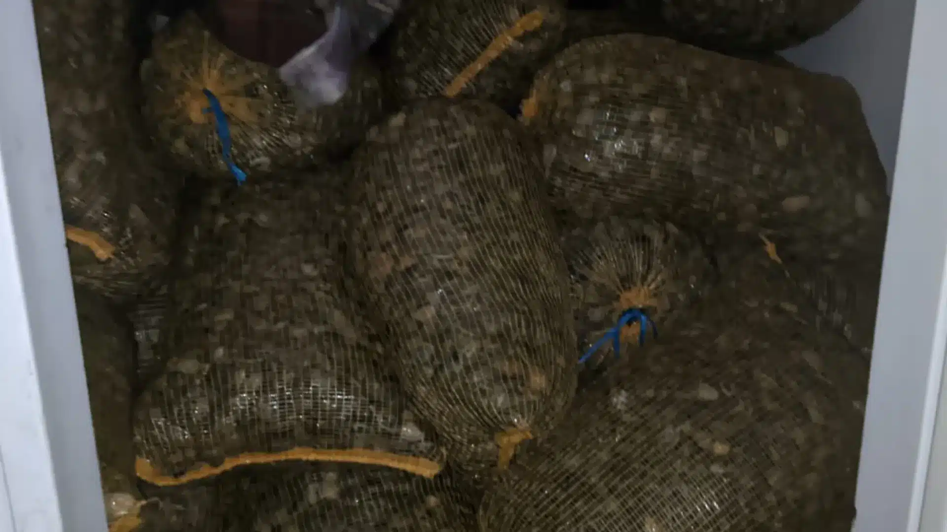 La GNR a saisi 2,3 tonnes de palourdes japonaises à Vilar Formoso.