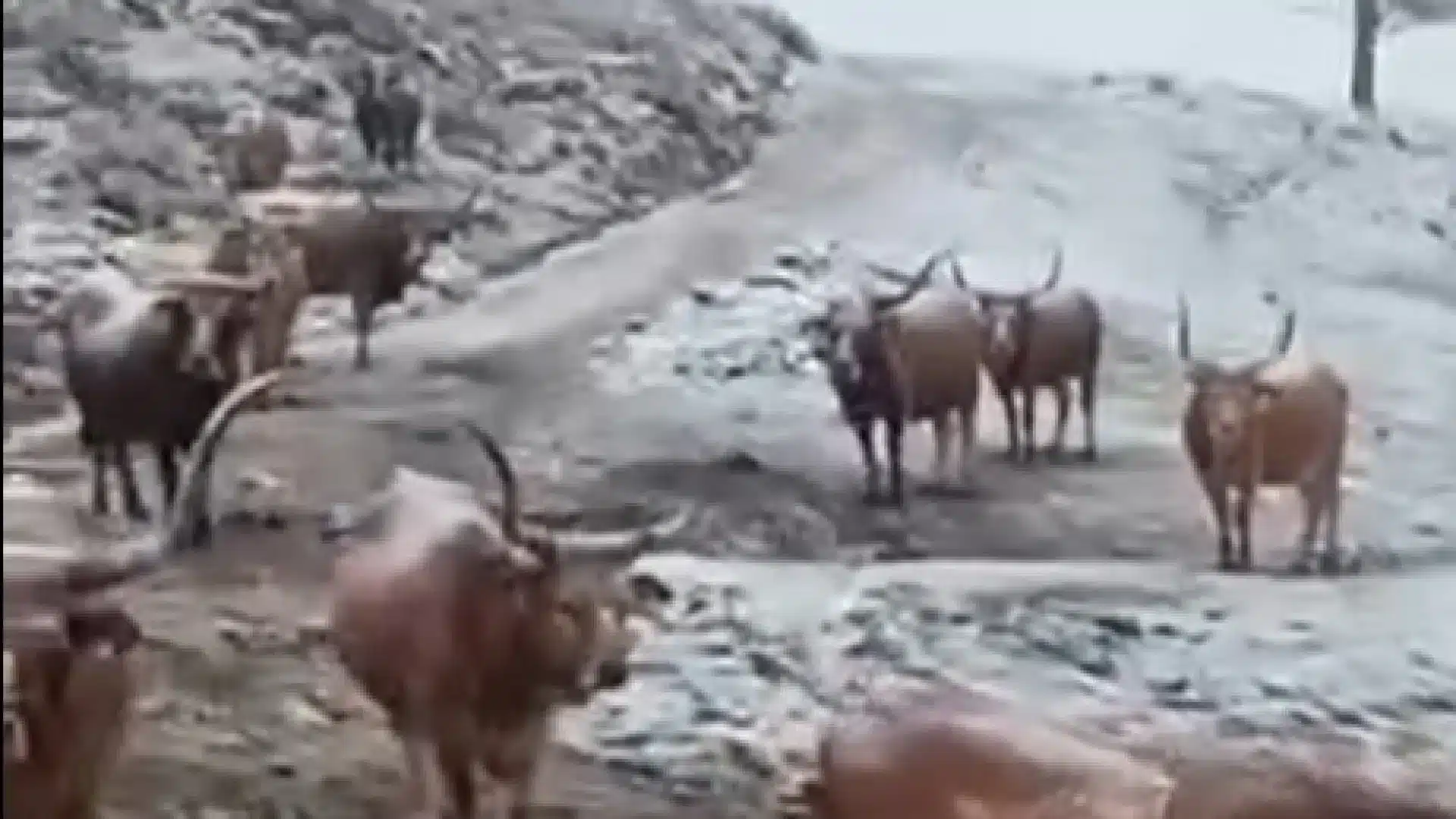 La neige a "peint" en blanc plusieurs zones du nord du pays. Voici les images.