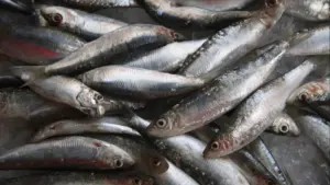 La pêche à la sardine ferme demain et rouvre en 2026.