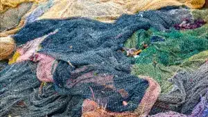 La pêche au thon rouge augmente de 17 % dans les régions autonomes en 2026.