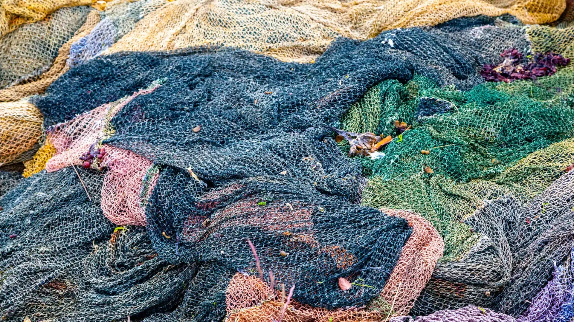 La pêche au thon rouge augmente de 17 % dans les régions autonomes en 2026.