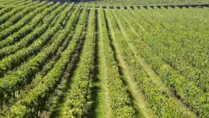 La production de vin chute de 20 %. Elle atteindra sa valeur la plus basse de la dernière décennie.