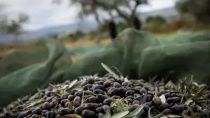 La production d'olives chute de 30 % à Trás-os-Montes. Il y a des zones où elle atteint 50 %.