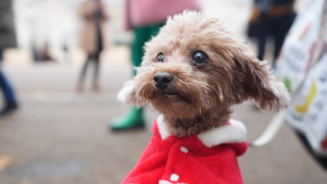 La vitesse excessive n'accélère pas l'arrivée de la nouvelle année. Conseils de la PSP