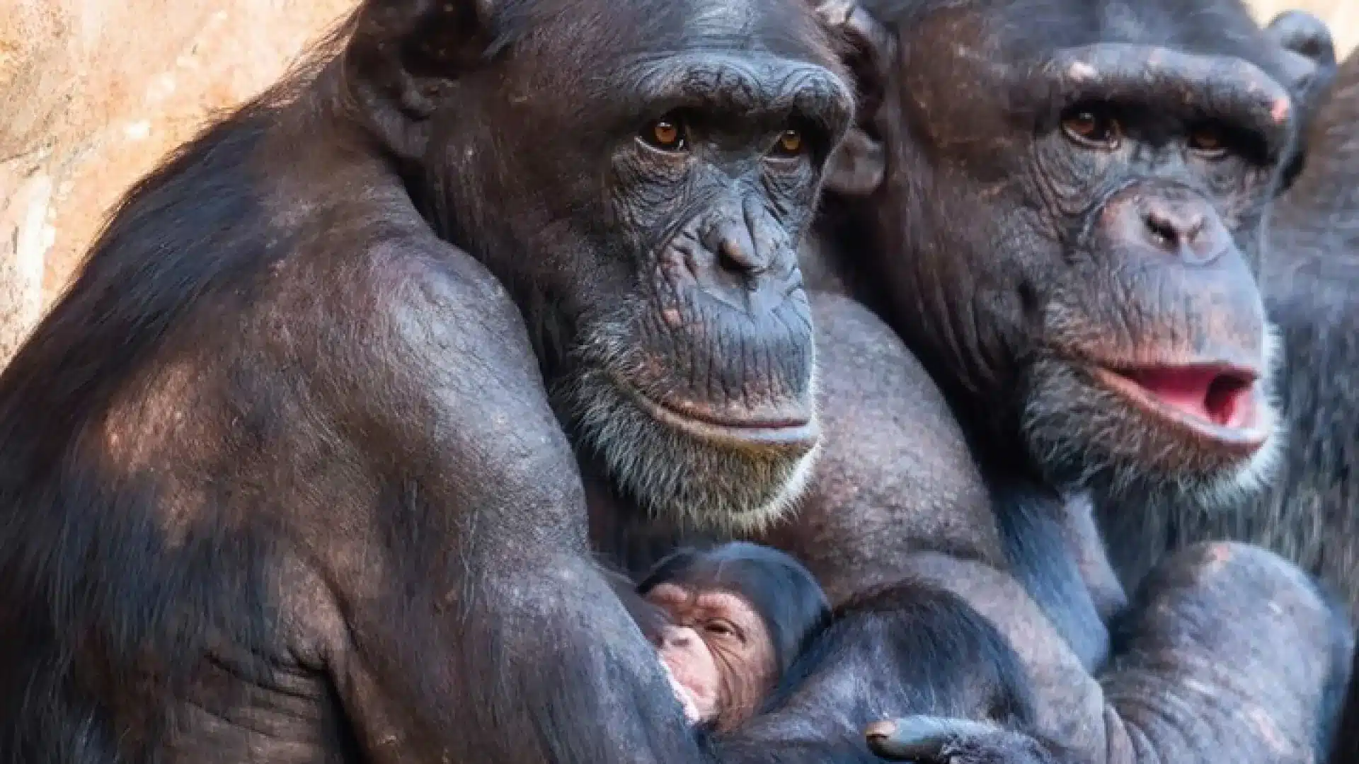 Le Jardin Zoologique célèbre un Noël spécial : Un bébé chimpanzé est né.