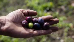 Le litre d'huile d'olive est devenu 2,91 euros moins cher au cours de la dernière année. Et en 2026 ?