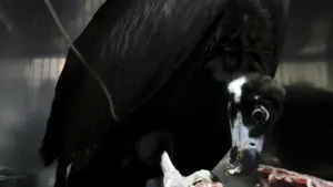 Le nombre de couples de vautours moines au Portugal augmente à plus de 119.