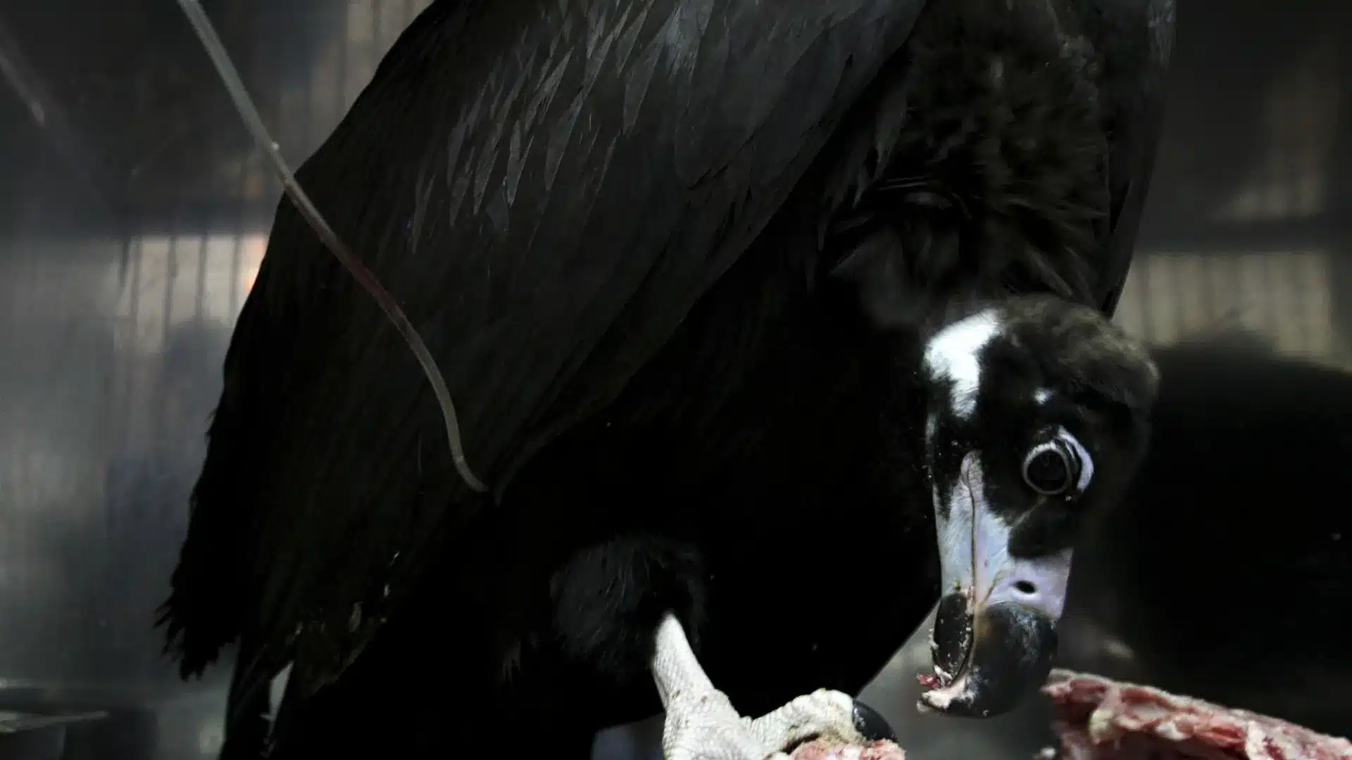 Le nombre de couples de vautours moines au Portugal augmente à plus de 119.