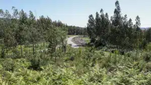 Le Portugal a enregistré la plus forte croissance forestière (11,1%) de l'UE en 2023.