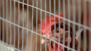 Le Portugal compte 52 foyers de grippe aviaire après une nouvelle confirmation à Aveiro.