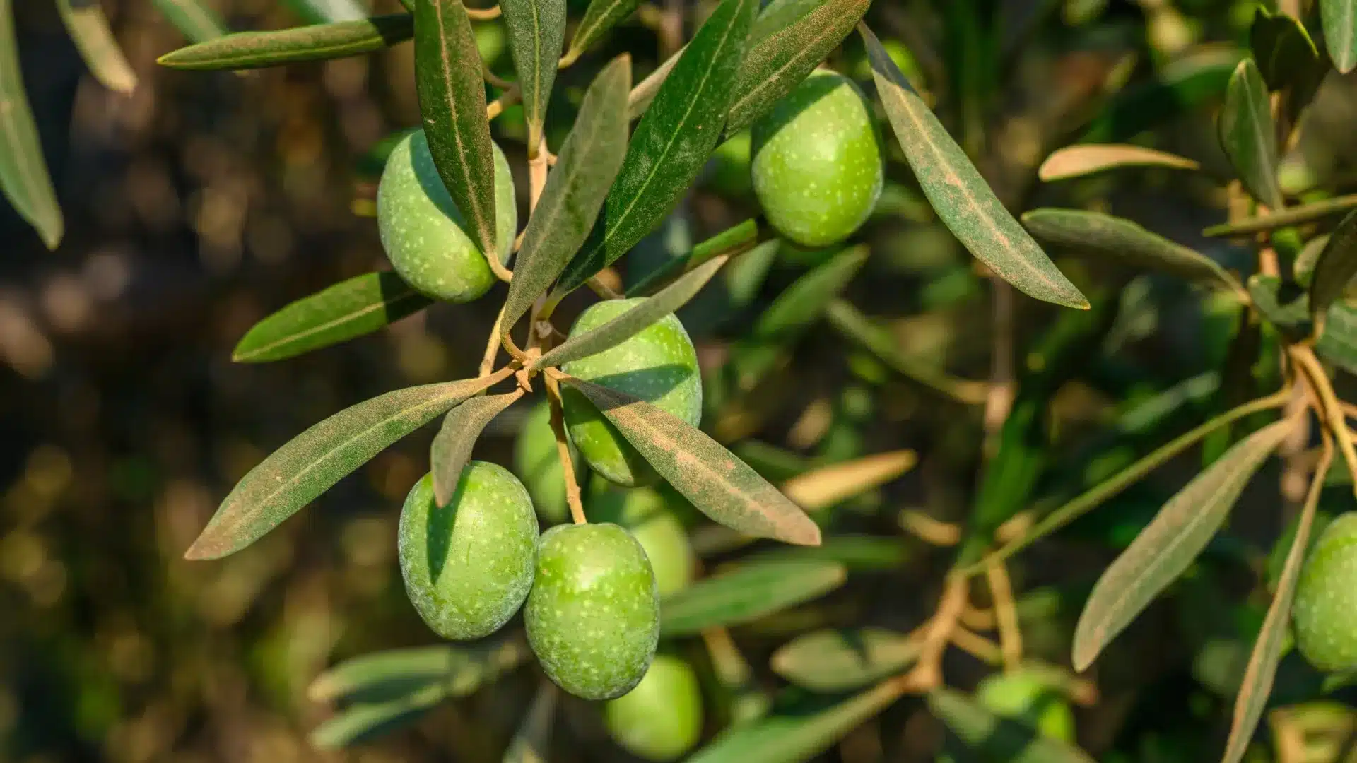 Le prix de l'huile d'olive ne devrait pas connaître de "modifications significatives" en 2026.