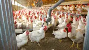 Les foyers de grippe aviaire au Portugal s'élèvent à 50 depuis le début de l'année.