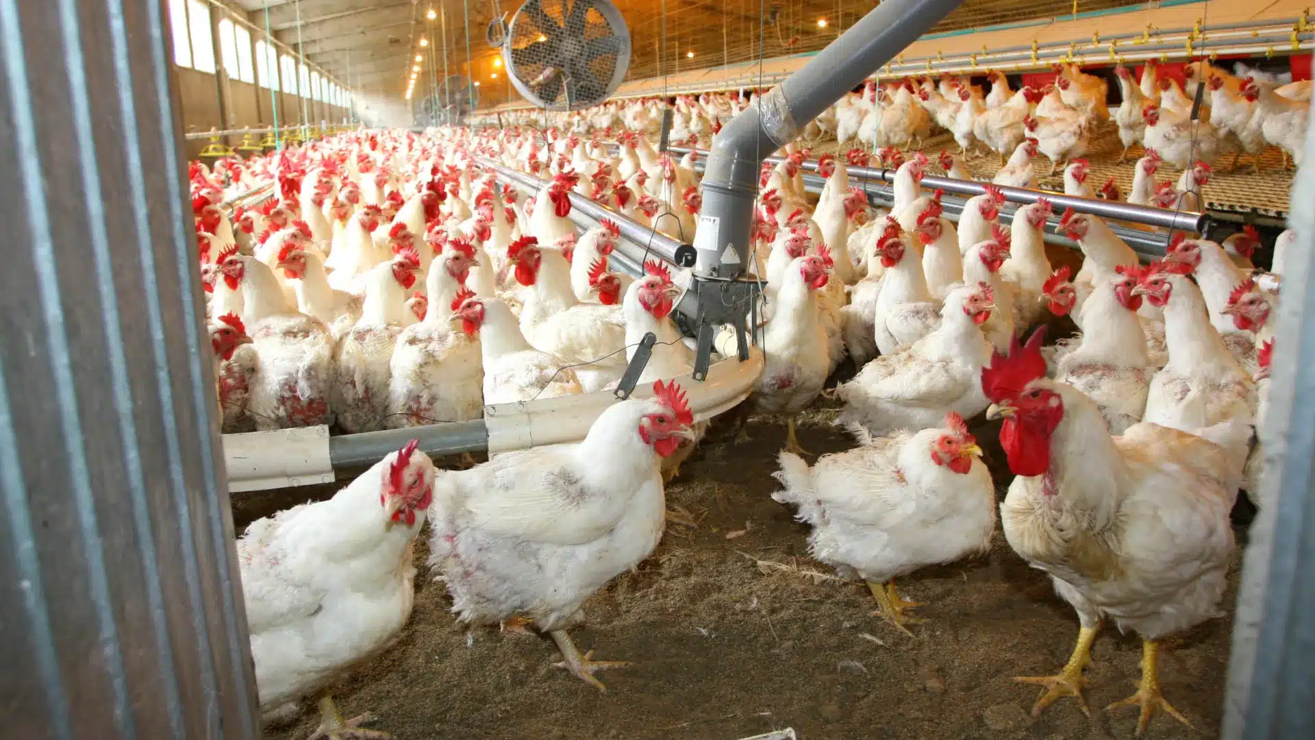 Les foyers de grippe aviaire au Portugal s'élèvent à 50 depuis le début de l'année.