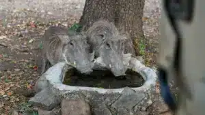 Les sangliers en Europe peuvent être presque 20 millions, le Portugal avec presque 400 000.