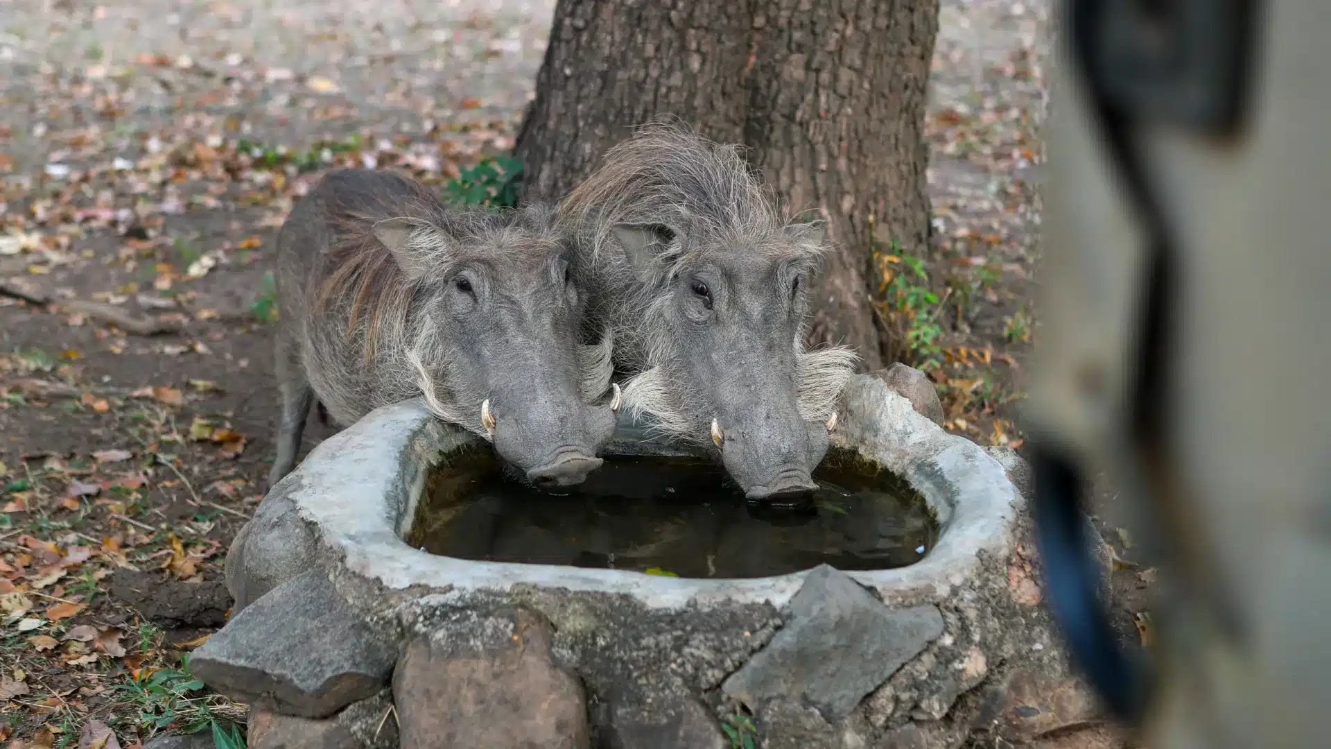 Les sangliers en Europe peuvent être presque 20 millions, le Portugal avec presque 400 000.
