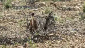 L'ICNF atteint un "record" de surveillance des lynx ibériques dans la Vallée du Guadiana.