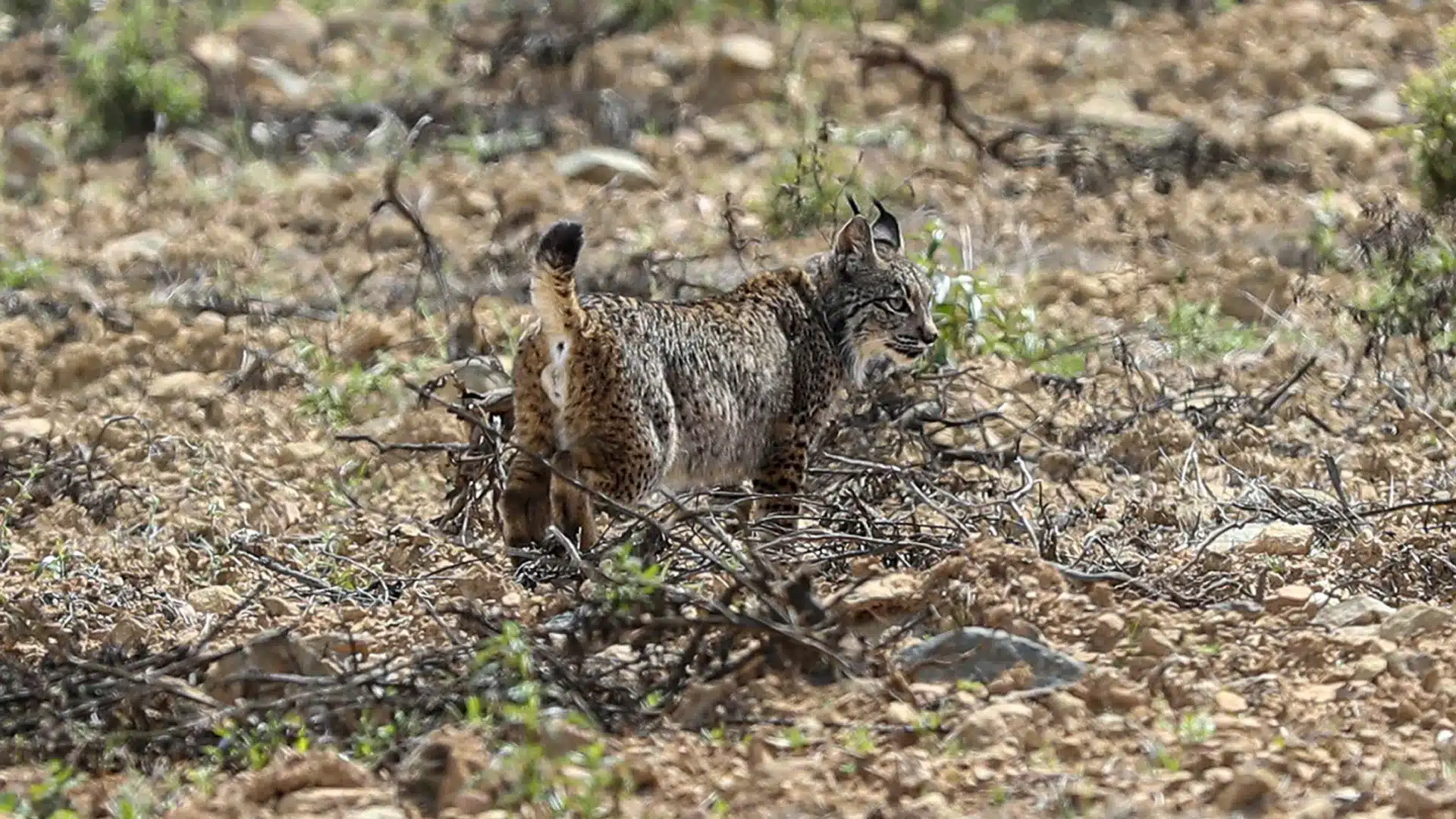 L'ICNF atteint un "record" de surveillance des lynx ibériques dans la Vallée du Guadiana.