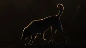 Lisbonne alerte sur la fraude contre les tuteurs d'animaux disparus