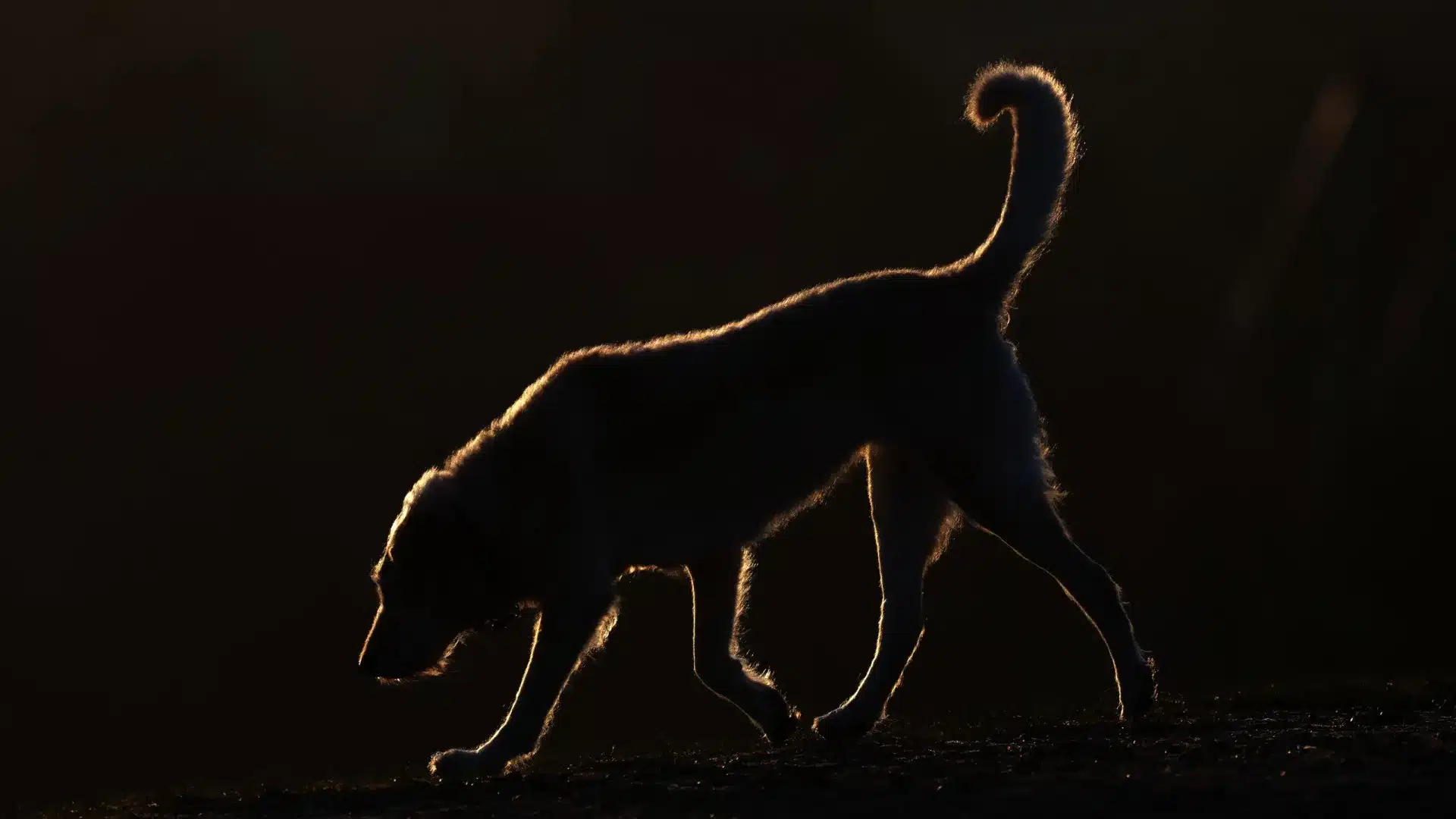 Lisbonne alerte sur la fraude contre les tuteurs d'animaux disparus