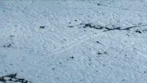 Loup ibérique surpris en train de "défiler" sur un manteau blanc dans le Gerês