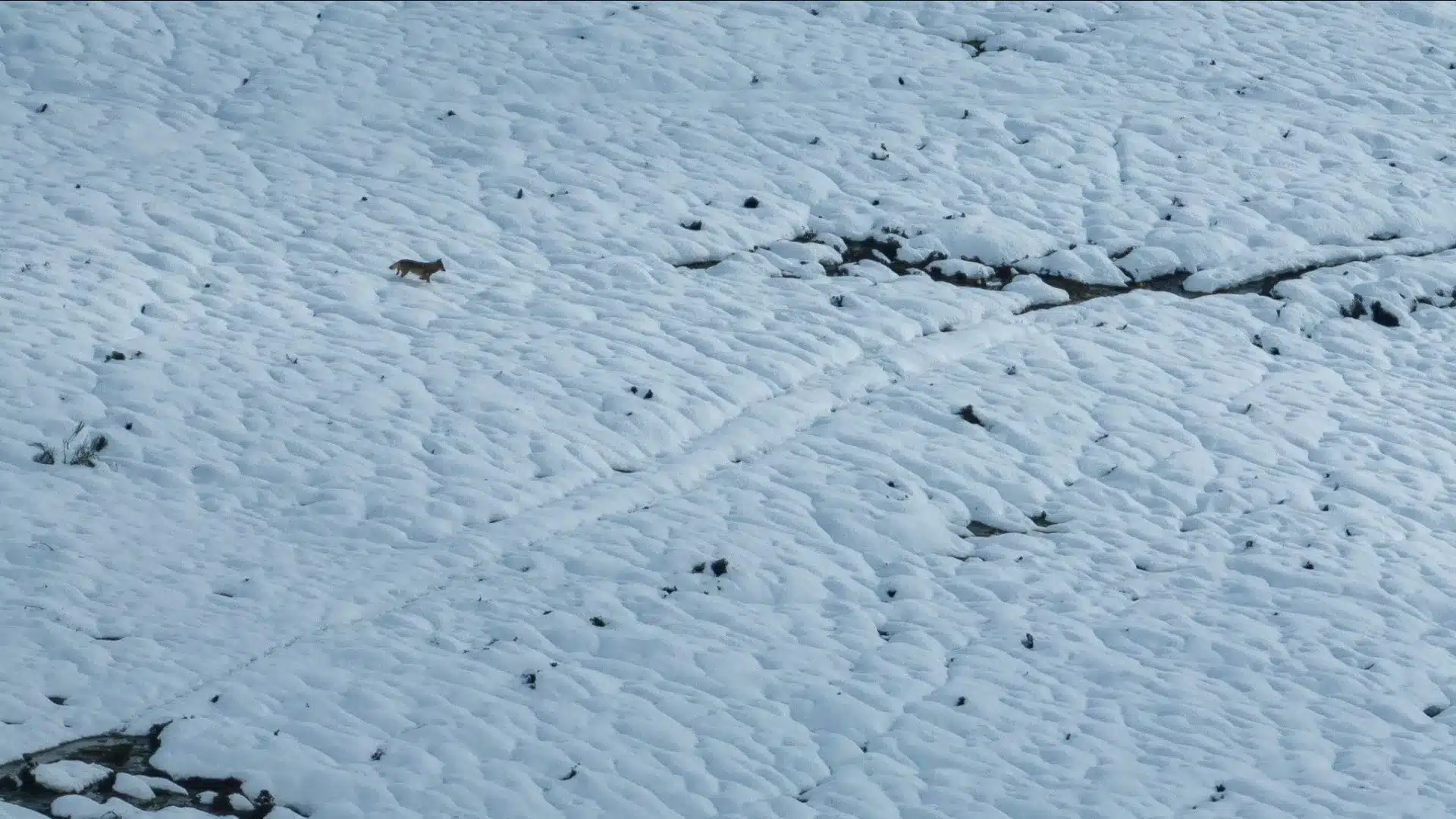 Loup ibérique surpris en train de "défiler" sur un manteau blanc dans le Gerês