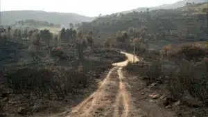 MP accuse un homme d'avoir déclenché des feux de forêt à Monchique et Lagos.