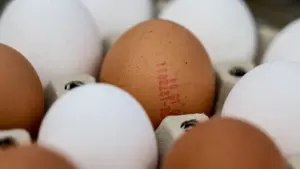 Nouveau foyer de grippe aviaire à Tomar. C'est le 3e à Santarém ce mois-ci.