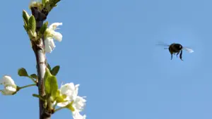 Oliveira do Hospital distribue cinq tonnes de nourriture pour les abeilles