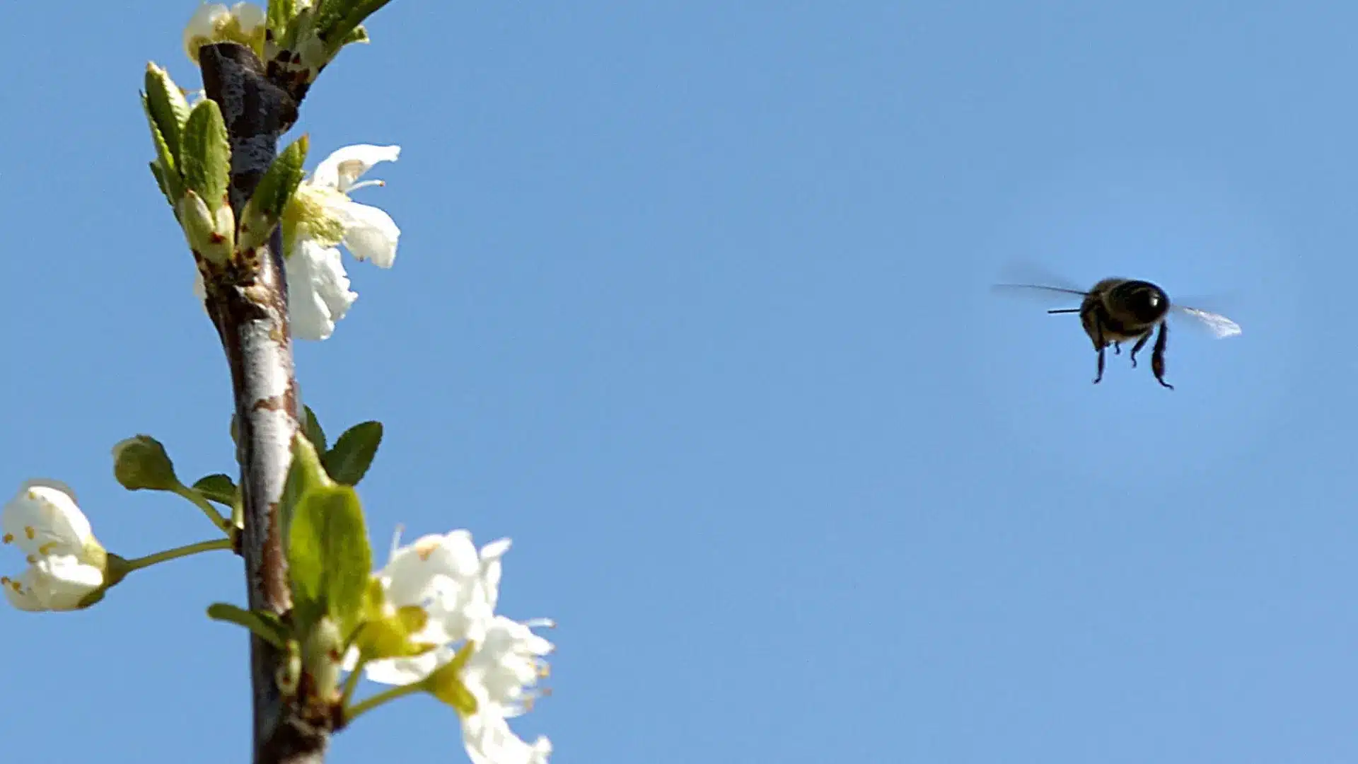 Oliveira do Hospital distribue cinq tonnes de nourriture pour les abeilles