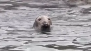 Phoque gris observé à la Marina de Cascais. Voir les images
