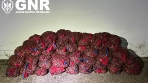 Plus de 610 kg de palourdes japonaises saisis à Alcochete.