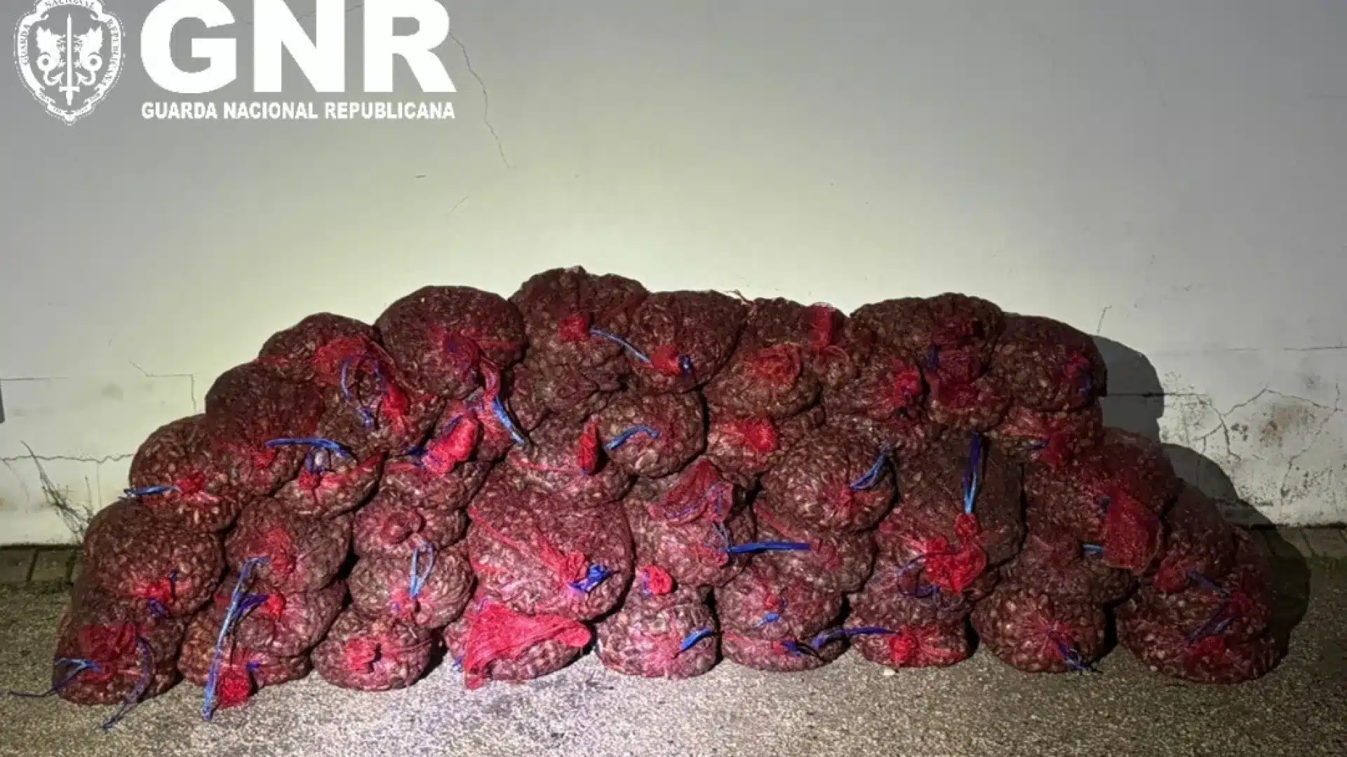 Plus de 610 kg de palourdes japonaises saisis à Alcochete.