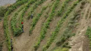 Proposition pour un plan d'action pour le Douro présenté jusqu'au 31 mars.