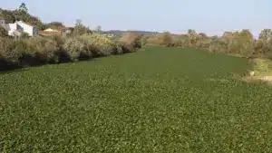 Recherche transforme les jacinthes d'eau en engrais par compostage