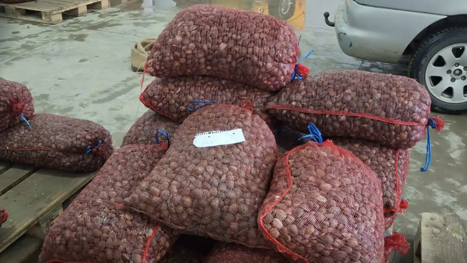 Saisies de 2,5 tonnes de palourdes japonaises dans un entrepôt clandestin.