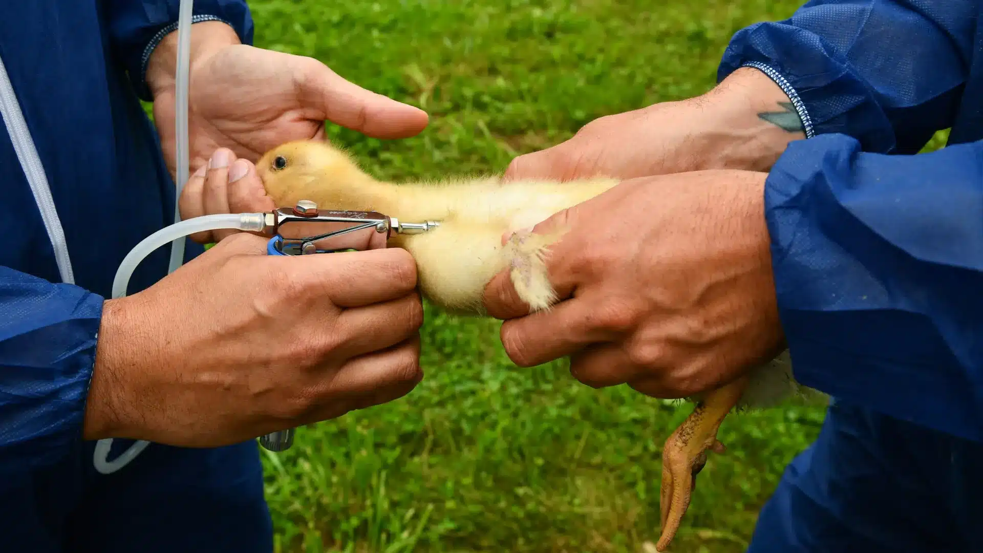 Torres Vedras. Grippe aviaire détectée dans un élevage de canards à l'engraissement.