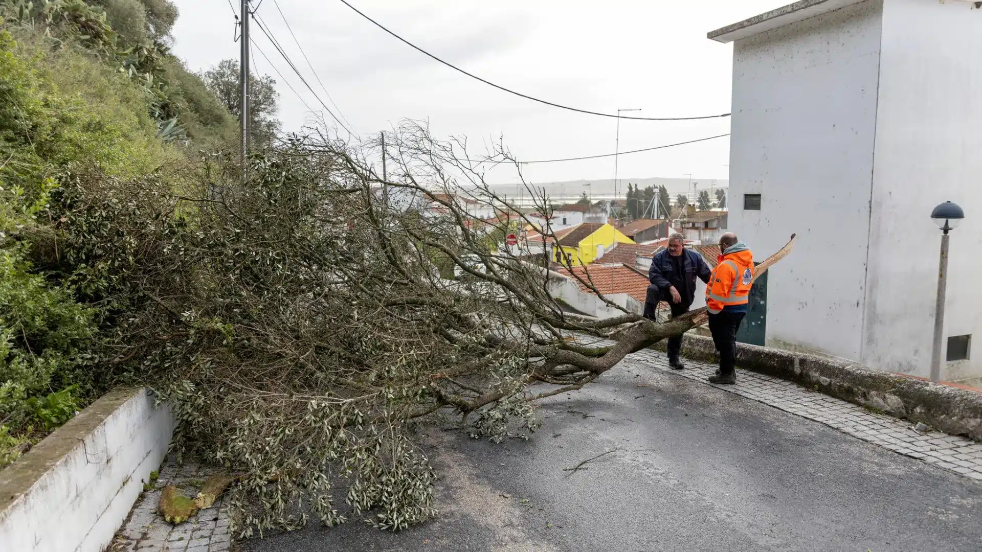 Alcácer do Sal va demander au gouvernement de décréter l'état de calamité.