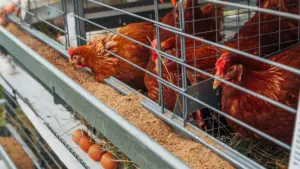 Avez-vous des poules pondeuses ? Attention, certains doivent les déclarer en février.