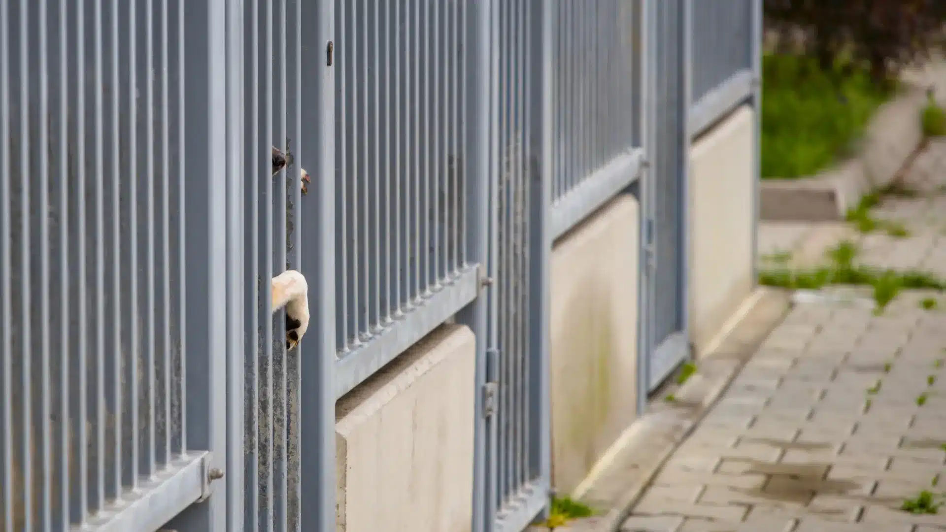 Canil de Foz Côa sans surveillance ou vétérinaire reconnu car illégal.