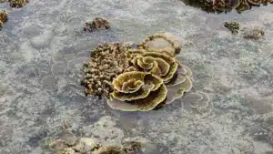 Découverte d'une alternative naturelle aux matériaux toxiques de l'industrie maritime