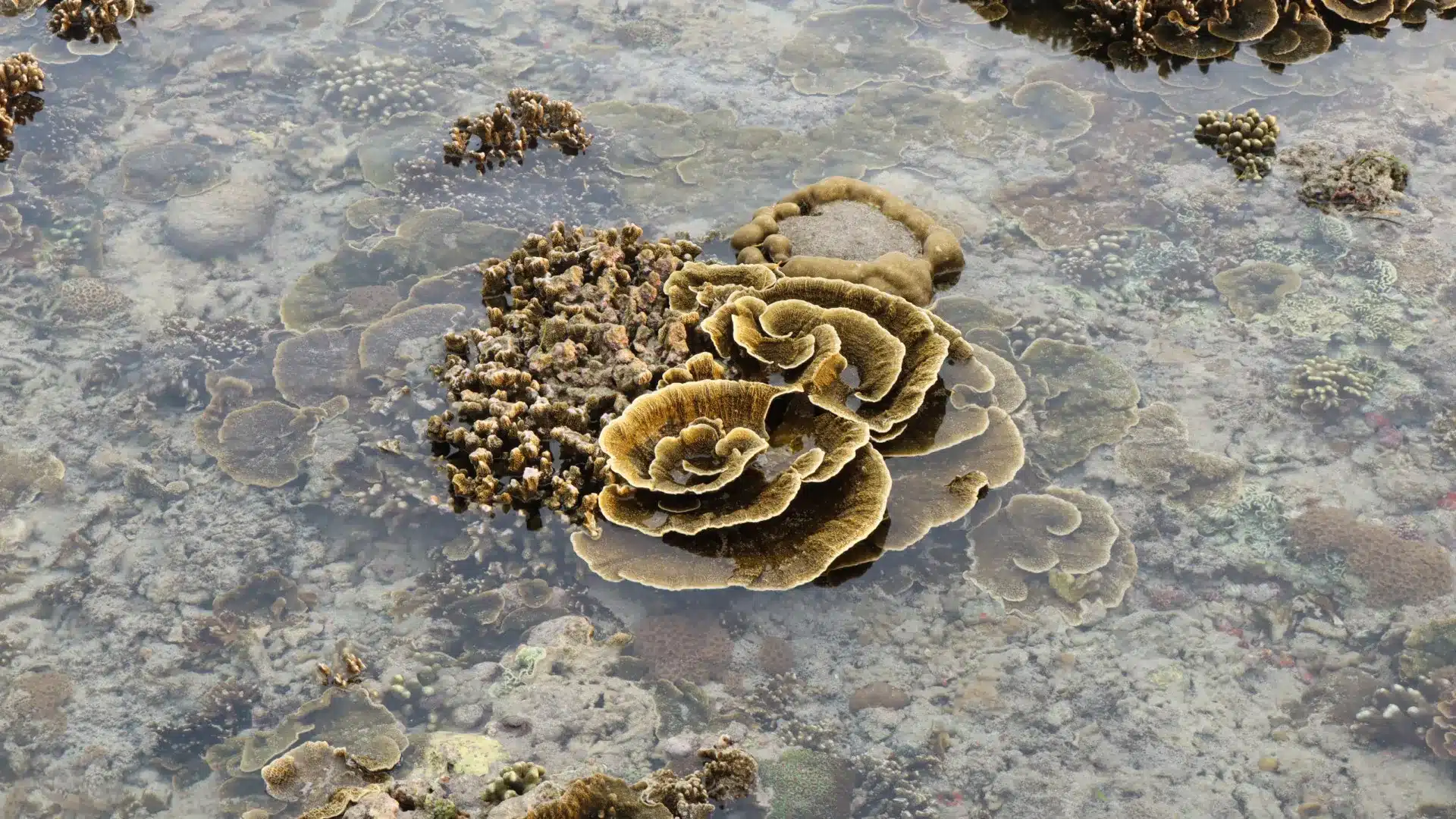 Découverte d'une alternative naturelle aux matériaux toxiques de l'industrie maritime