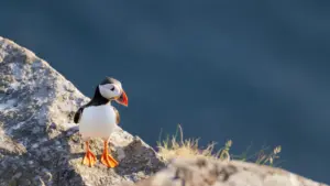 Des chercheurs veulent un Observatoire Côtier de l'Atlantique Nord