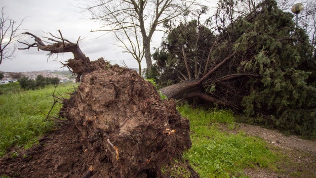 Un mort après la chute d'un arbre sur une voiture à Vila Franca de Xira