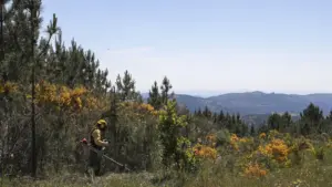La GNR a dressé en trois ans 1 634 procès-verbaux pour absence de nettoyage des terrains.