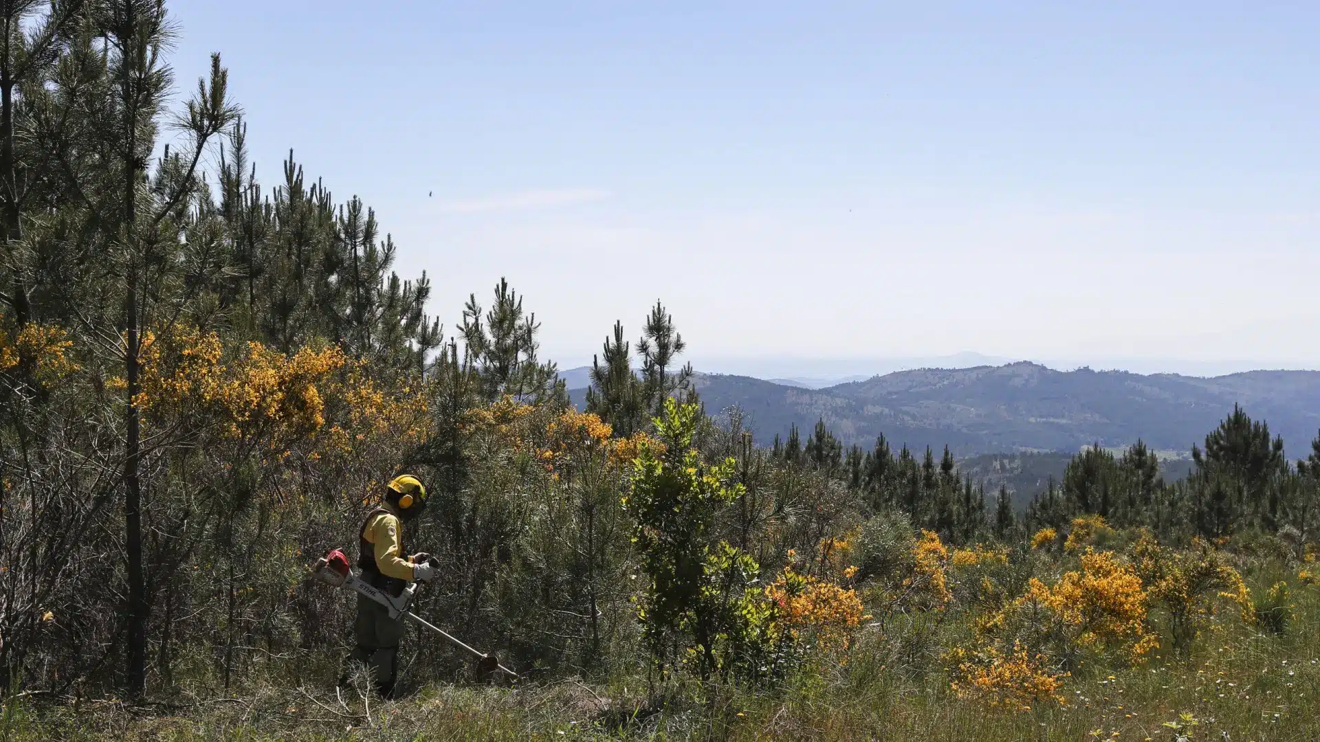 La GNR a dressé en trois ans 1 634 procès-verbaux pour absence de nettoyage des terrains.