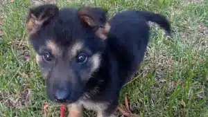 La GNR de Coimbra 'recrute' un nouvel élément... à quatre pattes. Faites la connaissance de KIM.