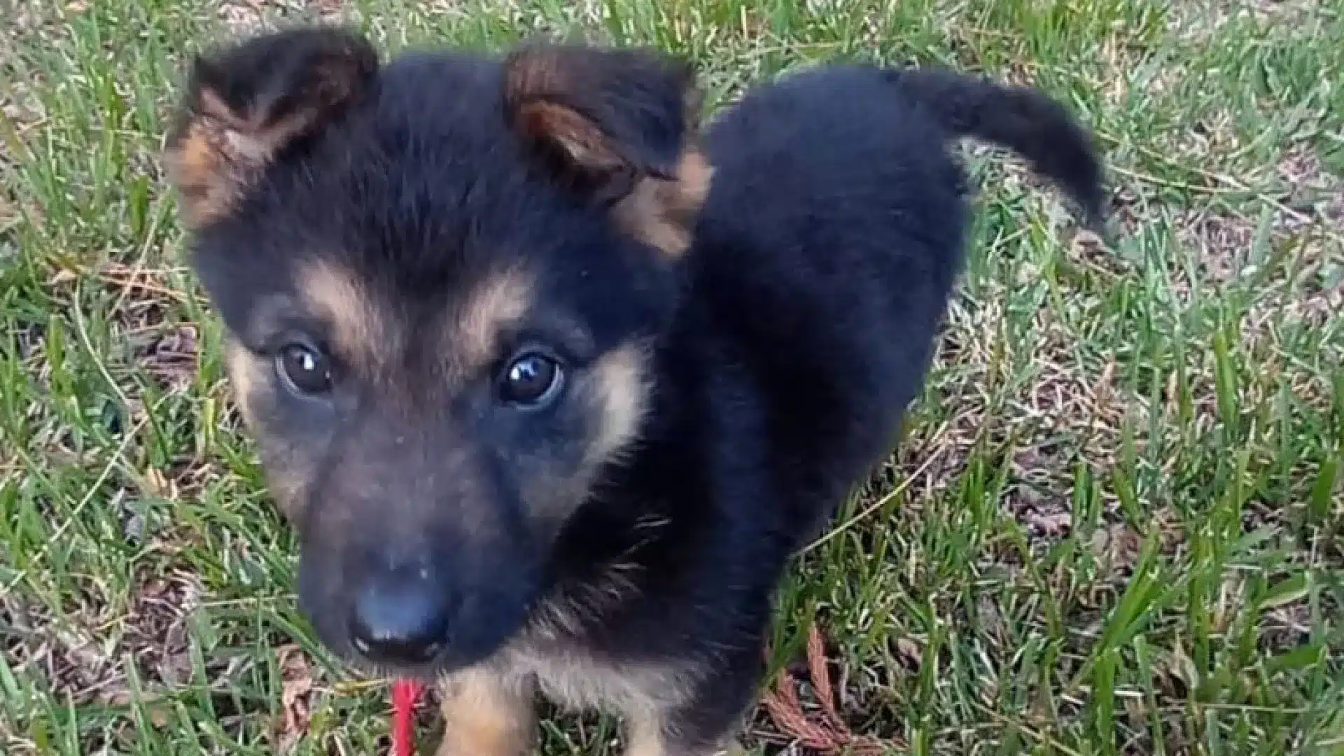 La GNR de Coimbra 'recrute' un nouvel élément... à quatre pattes. Faites la connaissance de KIM.
