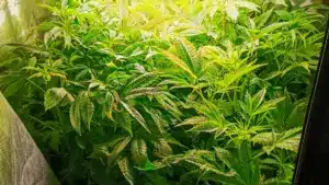 La police judiciaire démantèle une unité de production de cannabis à Cantanhede. Une personne a été arrêtée.